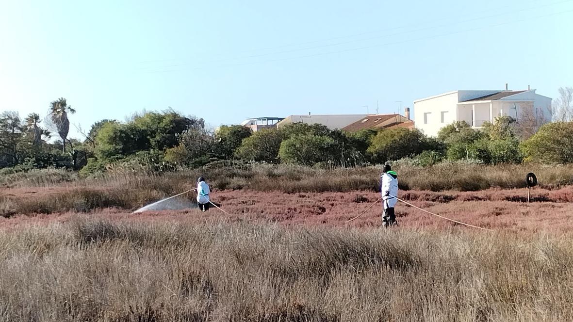Oristano un intervento di disinfestazione nei campi
