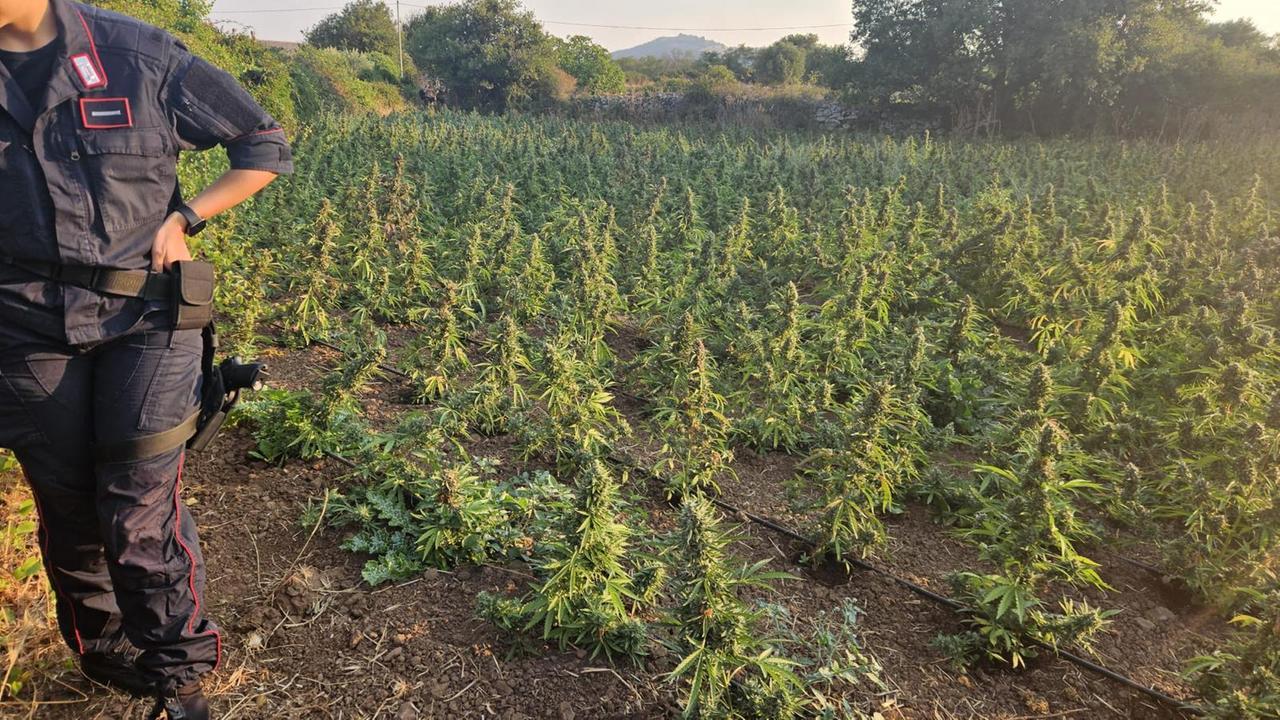 Sequestrata una maxi piantagione di marijuana nelle campagne di Sindia