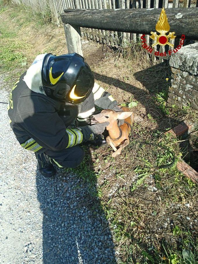Coreglia, liberato capriolo intrappolato tra le sbarre