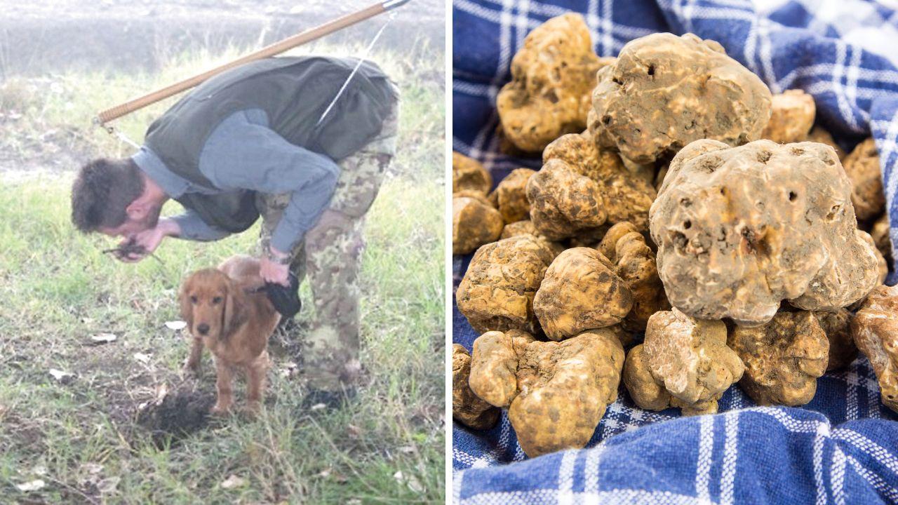 
	Inizia la stagione del tartufo

