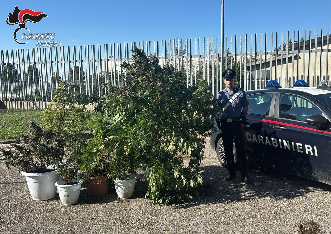 Bondeno, nasconde piante di marijuana: i carabinieri sentono l’odore e lo arrestano