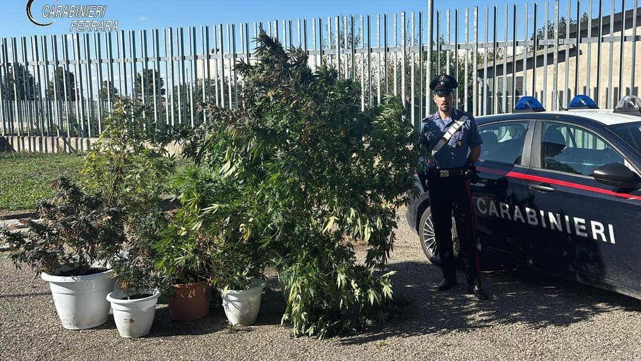 Bondeno, nasconde piante di marijuana: i carabinieri sentono l’odore e lo arrestano