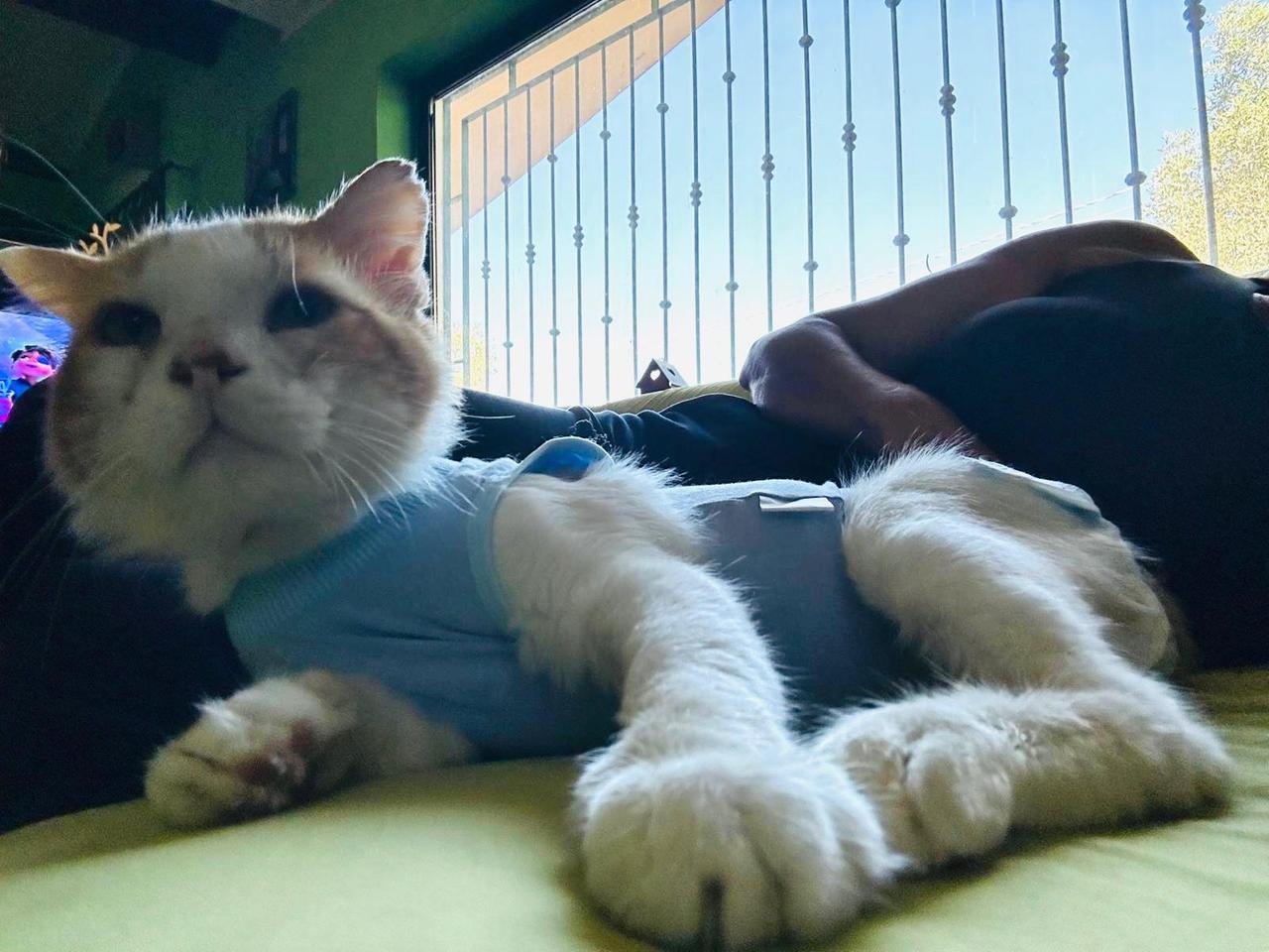 La nuova vita di Mascì, il gatto salvato sulla 131: dopo gli spari la rinascita