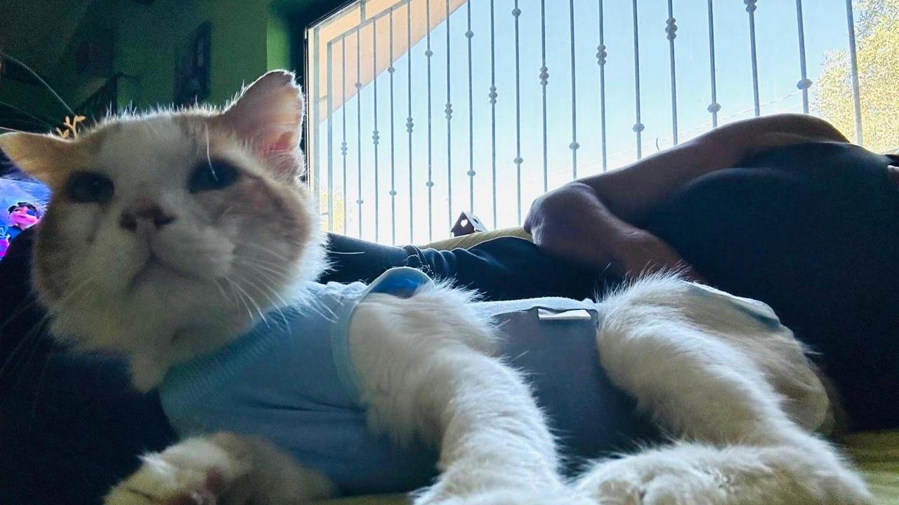 La nuova vita di Mascì, il gatto salvato sulla 131: dopo gli spari la rinascita