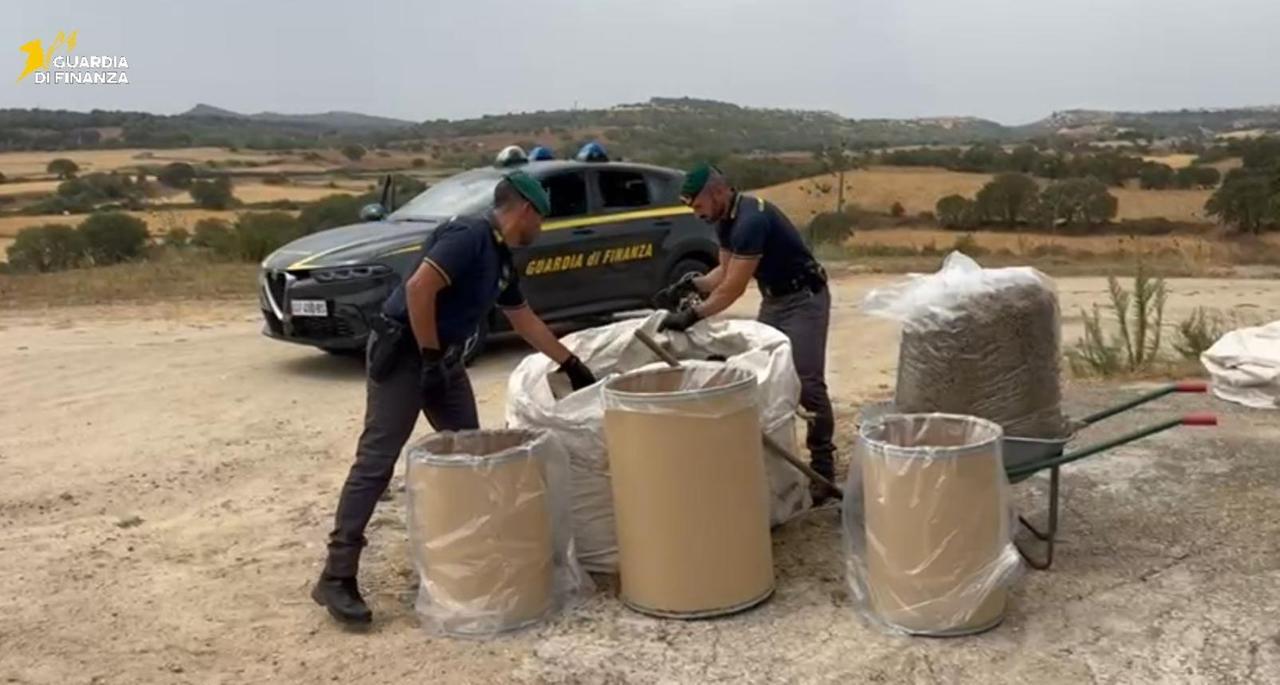 Maxi sequestro di cannabis in un’azienda agricola nel Sassarese – VIDEO