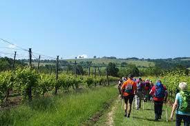 Scandiano, si brinda con la Spergolonga, tra colline e degustazioni