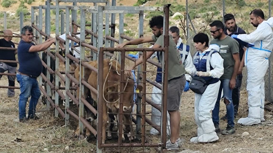 Dermatite bovina: «Abbiamo estinto tutti i focolai in provincia di Sassari»