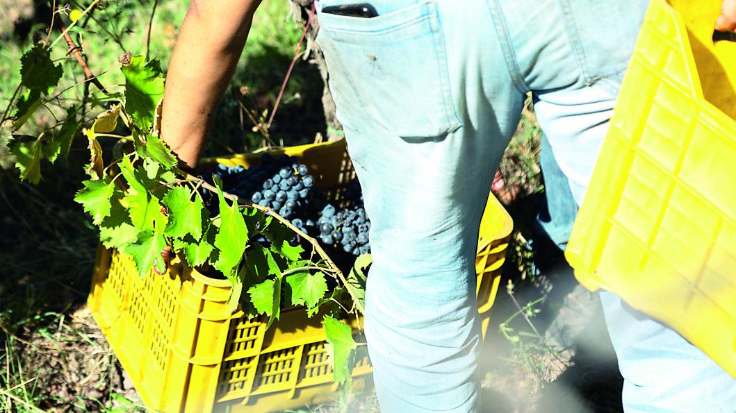 La vendemmia