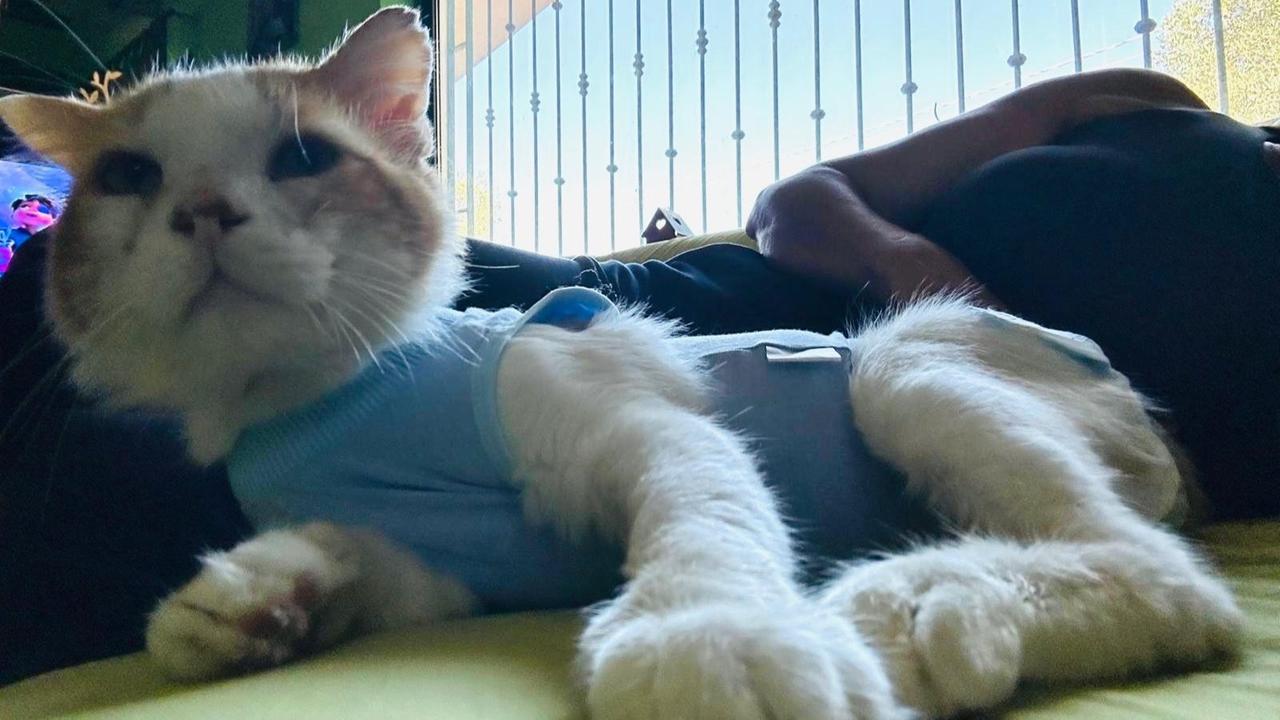 La storia di Mascì, il gatto salvato sulla 131 dopo gli spari: la nuova vita e il nome in onore del sindaco