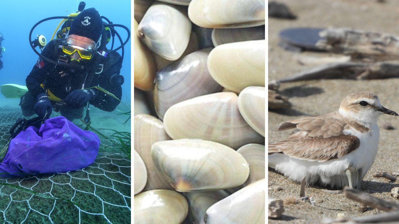 Arselle, posidonia e uccelli marini: i rischi ambientali e la gestione alla Darsena Europa