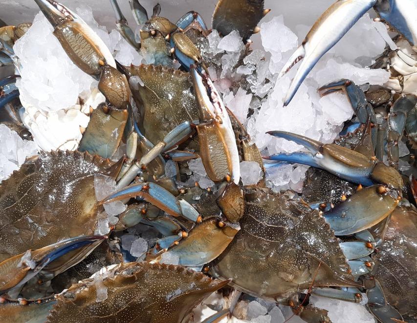 
	I granchi blu &ldquo;pescati&rdquo; alla laguna di Orbetello le scorse settimane (foto Enzo Russo)


