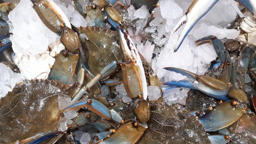 I granchi blu “pescati” alla laguna di Orbetello le scorse settimane (foto Enzo Russo)