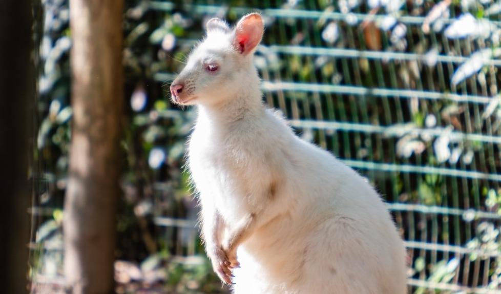 Un wallaby albino che vive al parco Gallorose di Cecina