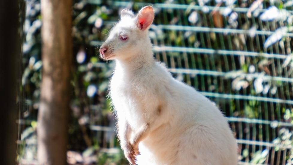 Un wallaby albino che vive al parco Gallorose di Cecina