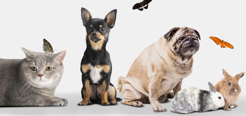 Il veterinario: «In Italia 60 milioni di pet»