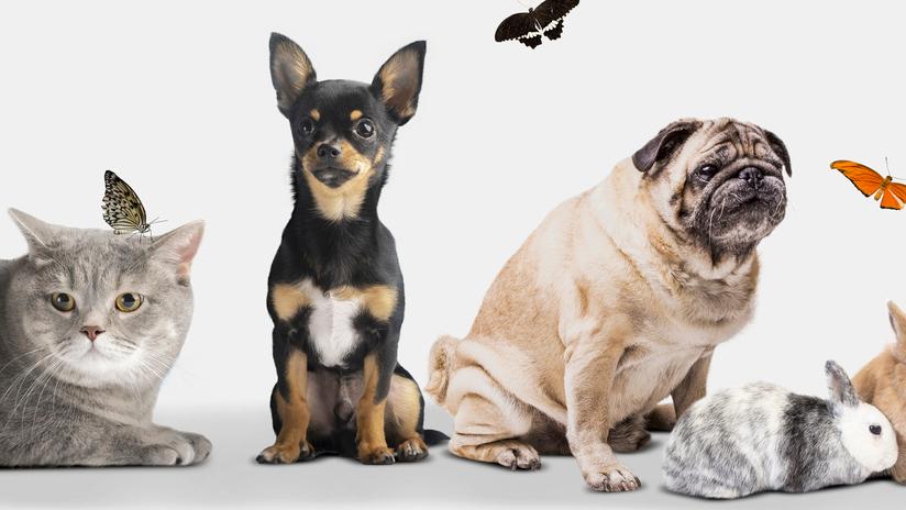 Il veterinario: «In Italia 60 milioni di pet»