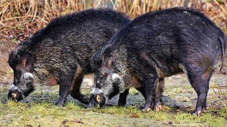 Arrivata la conferma dell'Asl