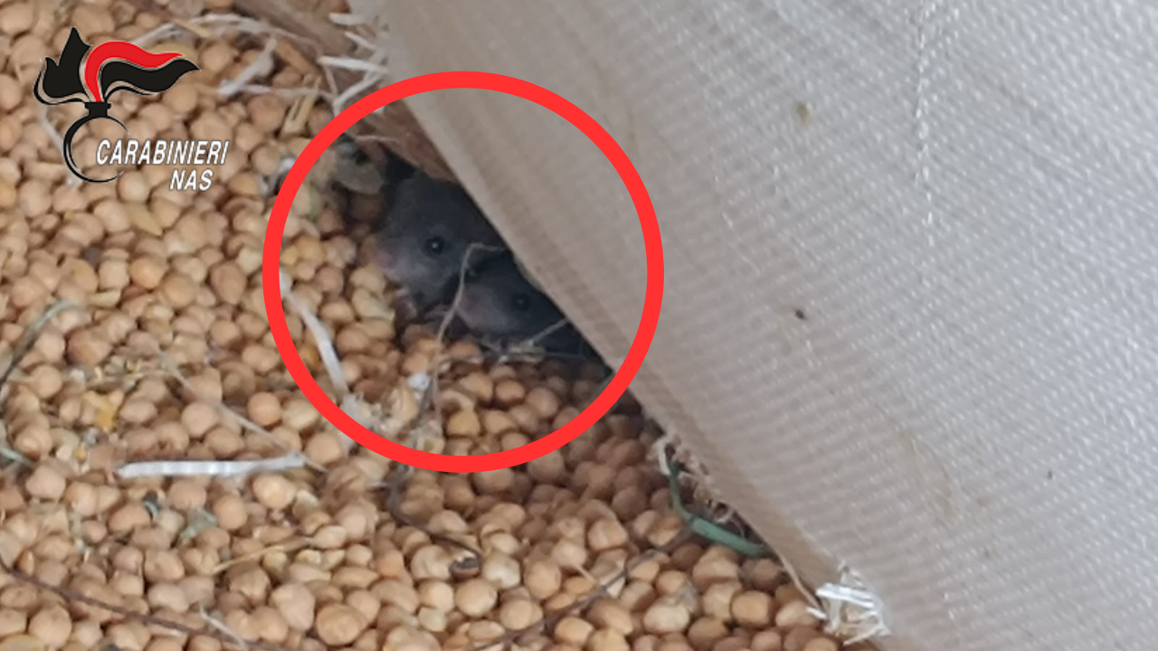Topi nel deposito del mulino: i carabinieri del Nas sequestrano 24 tonnellate di cereali e pasta