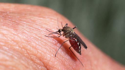 Febbre del Nilo, ancora un morto nell’Oristanese