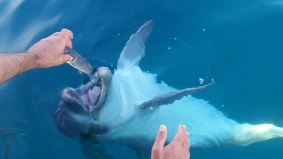 Delfino ucciso, Golfo Aranci gli dedica una piazza e il parco giochi 