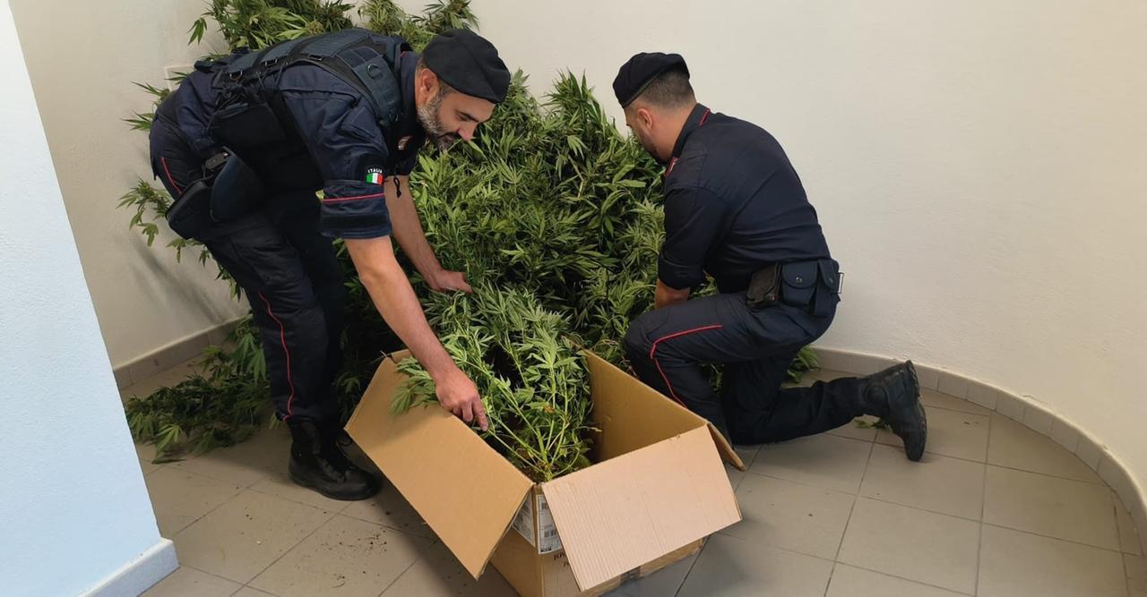 Blitz dei carabinieri, sequestrati 19 chili di marijuana in campagna: un arresto