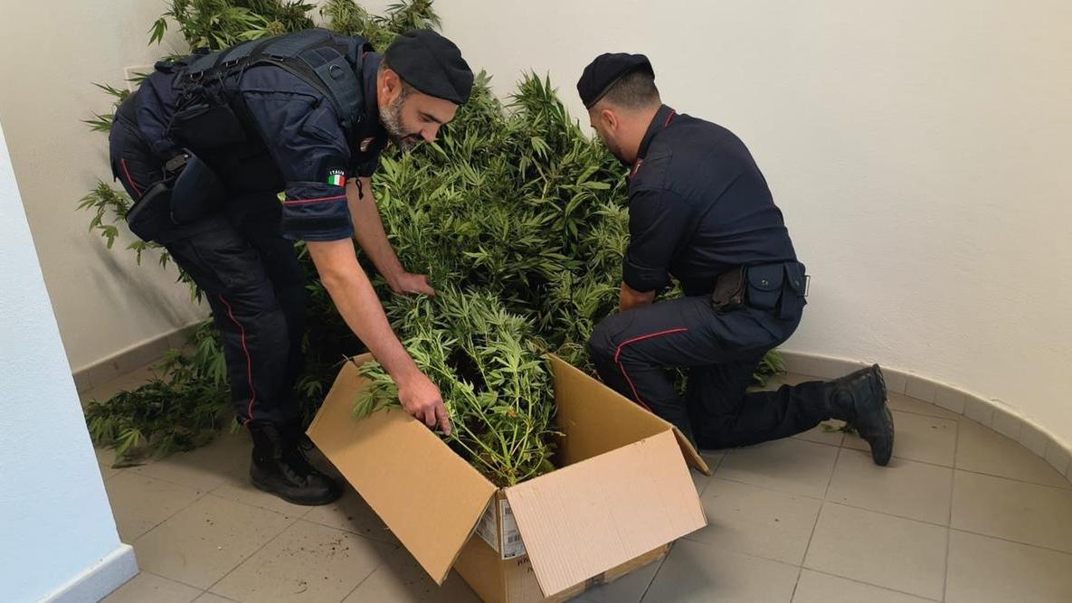 Blitz dei carabinieri, sequestrati 19 chili di marijuana in campagna: un arresto