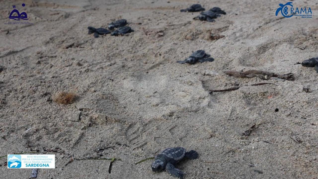Il miracolo delle sedici tartarughine nate all’Asinara