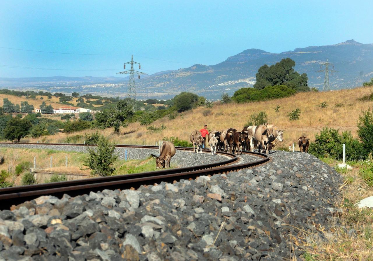 
	(foto di Massimo Locci)

