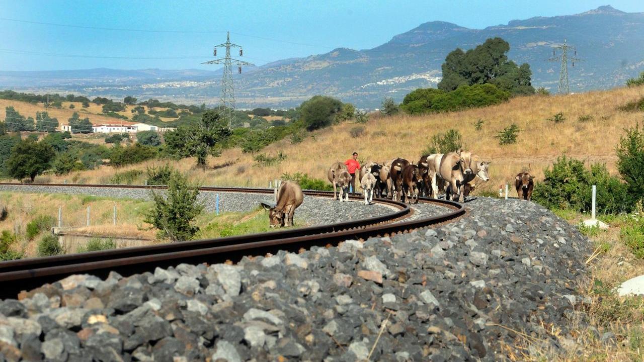 (foto di Massimo Locci)