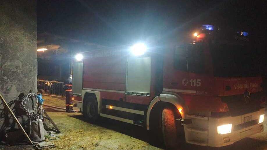 Stalle senz’acqua a Bondeno, 400 mucche salvate dai pompieri