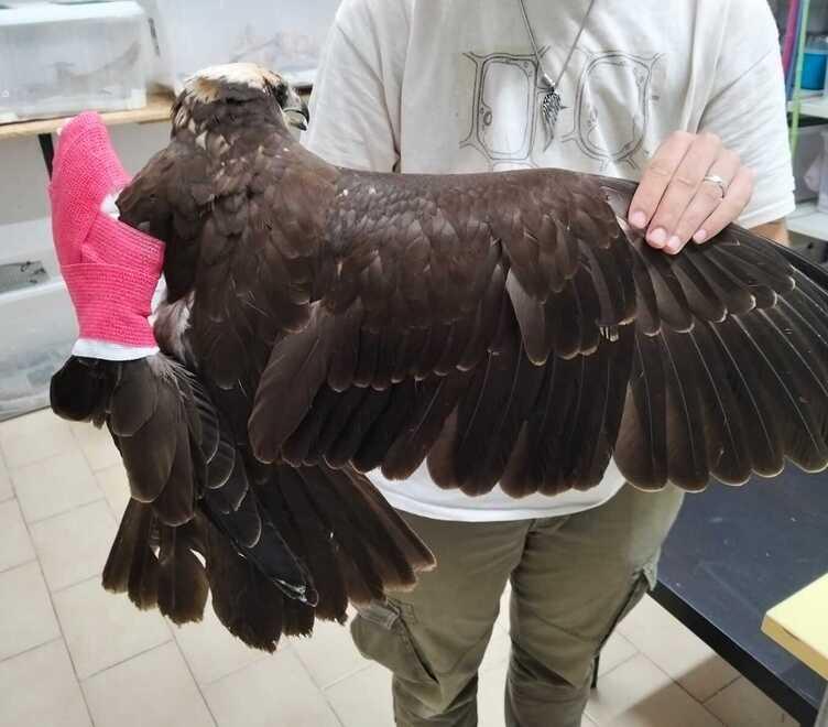 Il falco colpito dai pallini