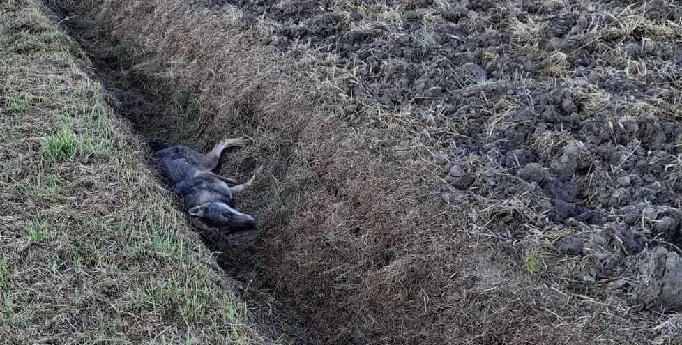 Lupo agonizzante nel fosso a Corporeno: due fori sospetti nella zampa