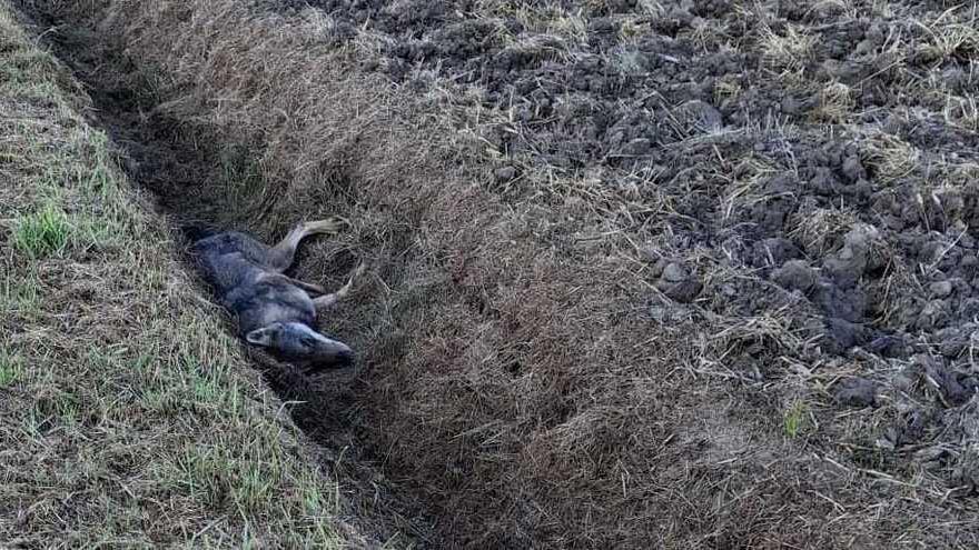 Lupo agonizzante nel fosso a Corporeno: due fori sospetti nella zampa