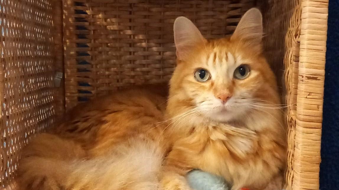 Dopo 48 giorni in fuga è stato ritrovato il gatto Piero: scappato dal centro storico, trovato a Canali