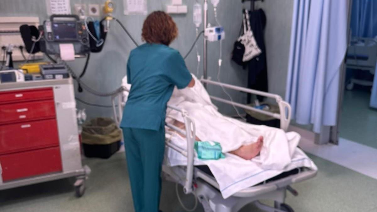 Gli porta da mangiare, il maiale lo aggredisce: ecco che cosa è successo