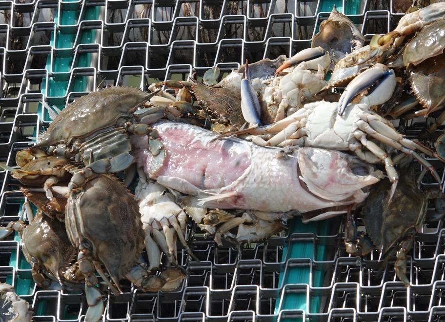 
	Granchi blu che attaccano un cefalo pescato&nbsp;(foto Enzo Russo)

