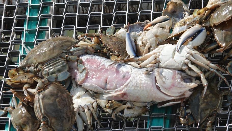 Granchi blu che attaccano un cefalo pescato (foto Enzo Russo)