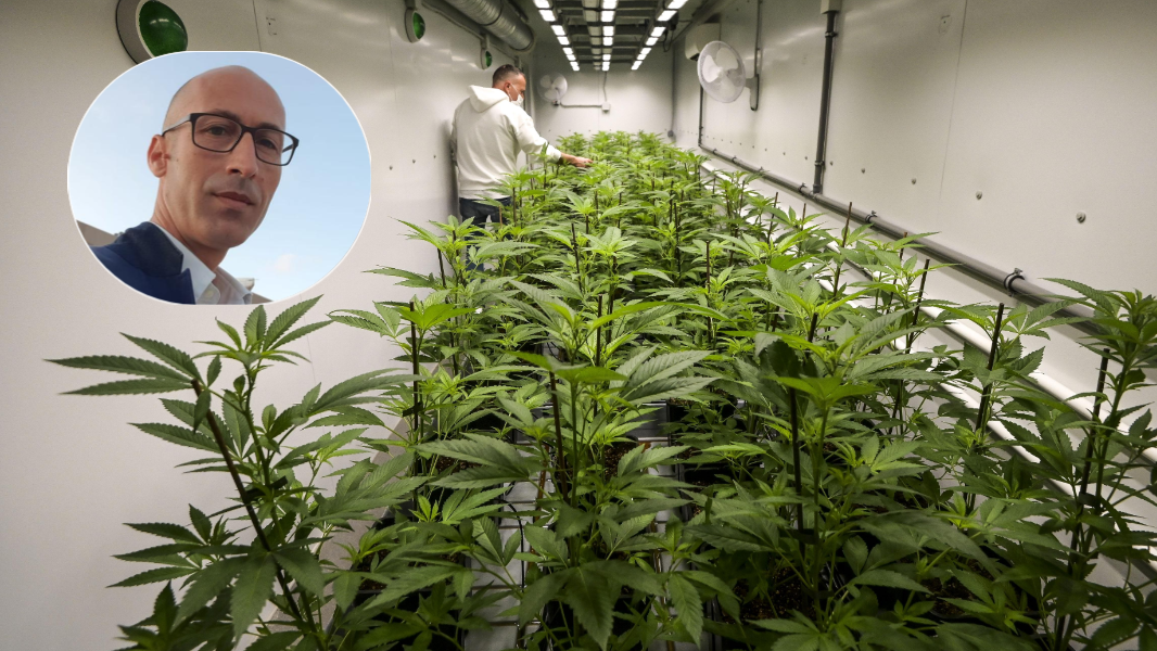 Sequestri di cannabis dopo test negativi, coltivatori di canapa in ginocchio: «Il decreto sicurezza ci uccide»