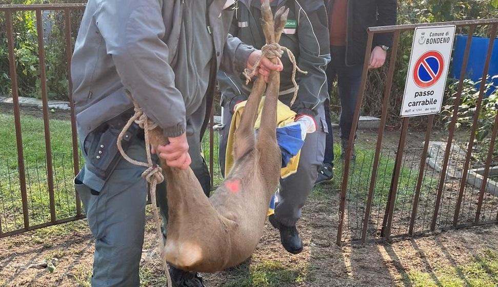 Va nel giardino di casa e trova un capriolo. La scoperta a Bondeno