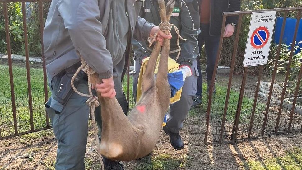 Va nel giardino di casa e trova un capriolo. La scoperta a Bondeno
