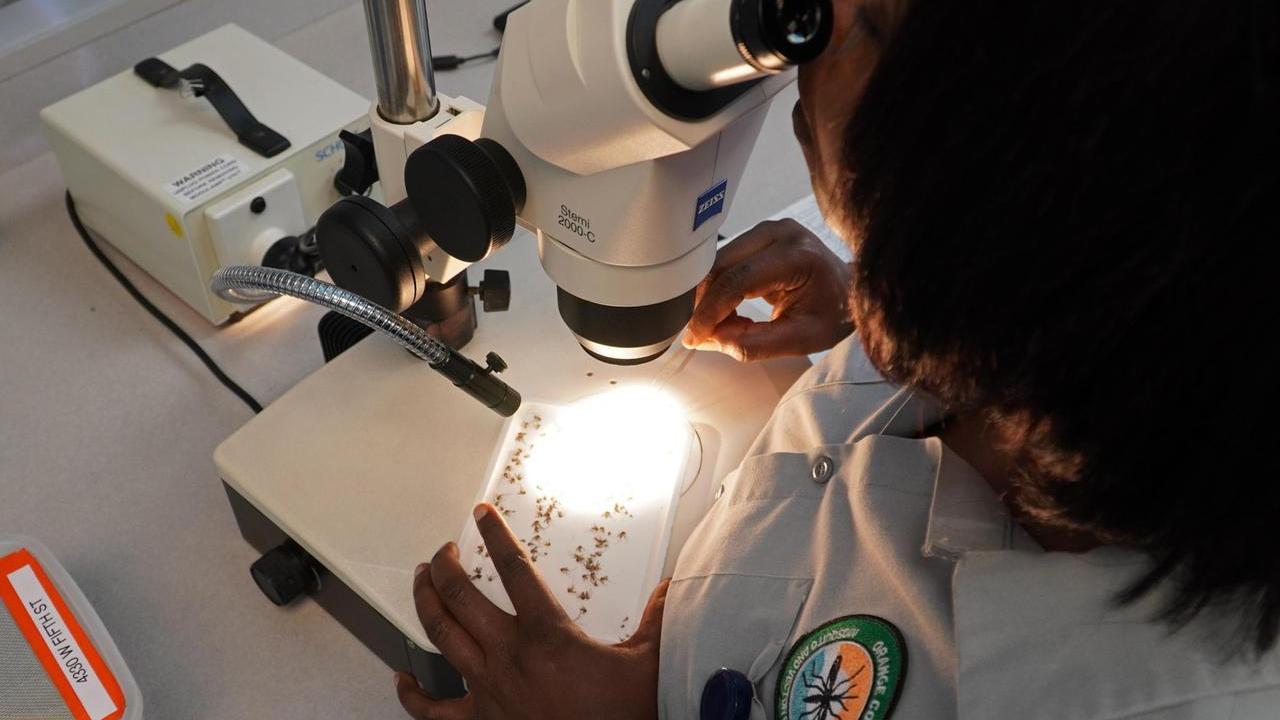 Allarme Febbre del Nilo, i veterinari: «Un piano faunistico per arginare le zanzare