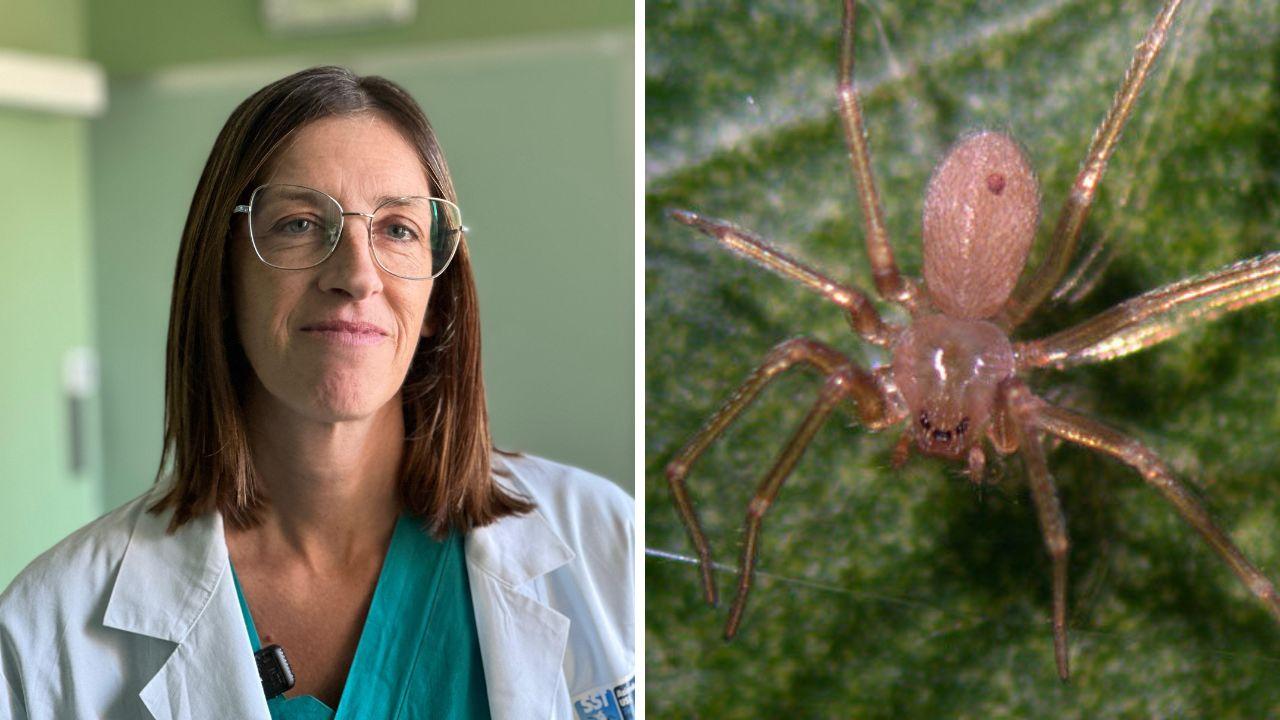 Ragno violino a Grosseto, 25 casi ogni anno: «Attenti alle necrosi cutanee». I consigli della dermatologa