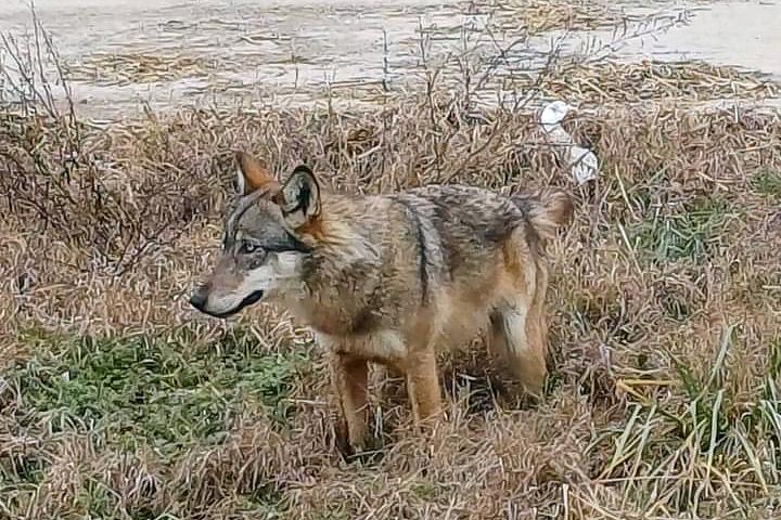 Lupi in pianura a Modena, il Comune: «Non abbandonate rifiuti»