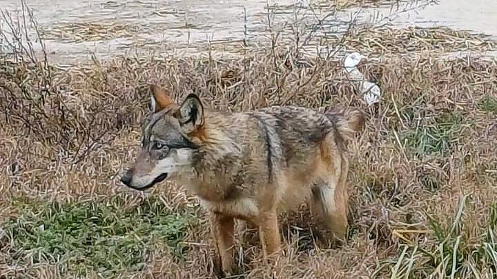 Lupi in pianura a Modena, il Comune: «Non abbandonate rifiuti»