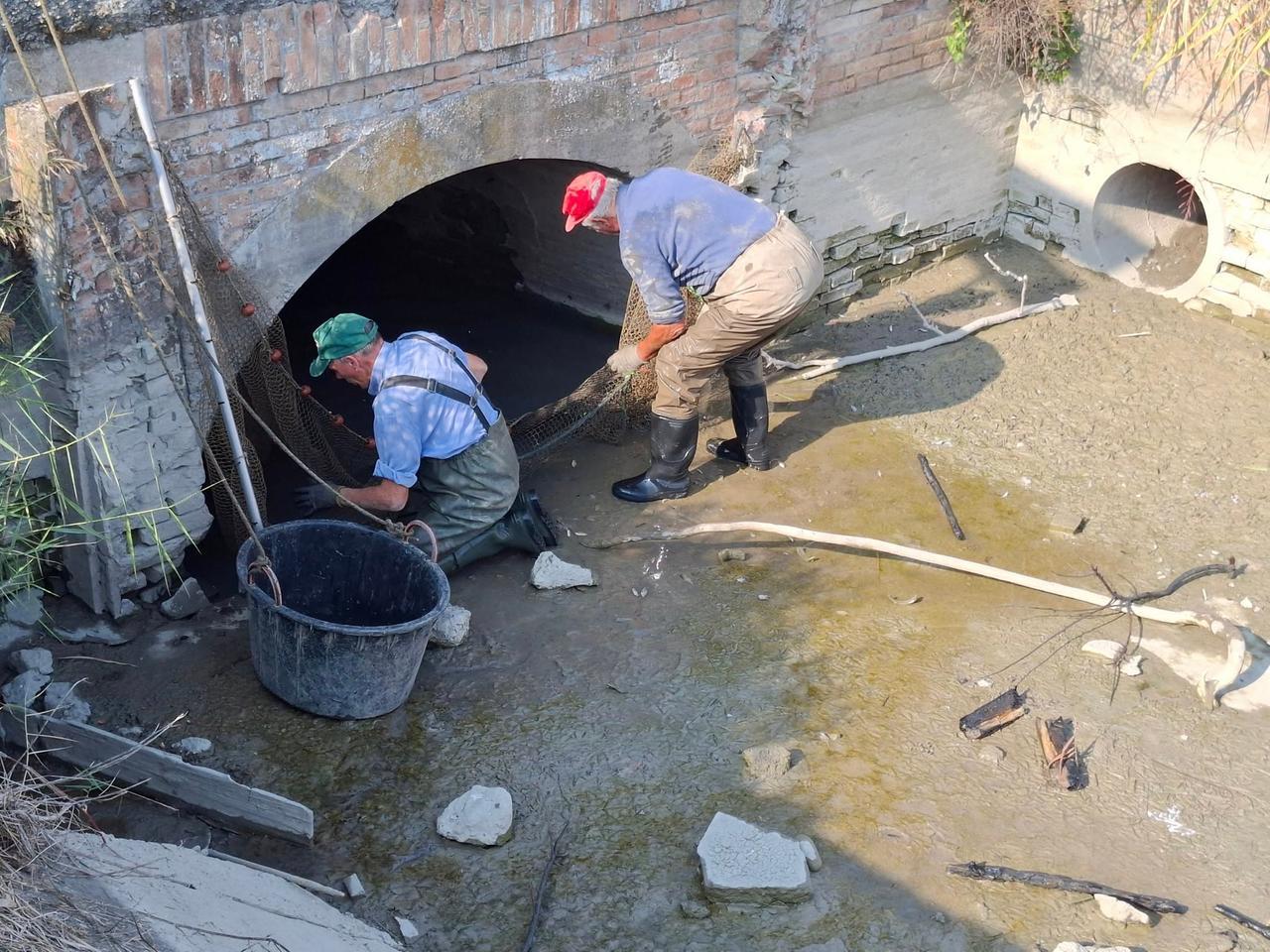 Rubiera, i volontari della Fispas salvano i pesci sotto il ponte del canale Calvetro