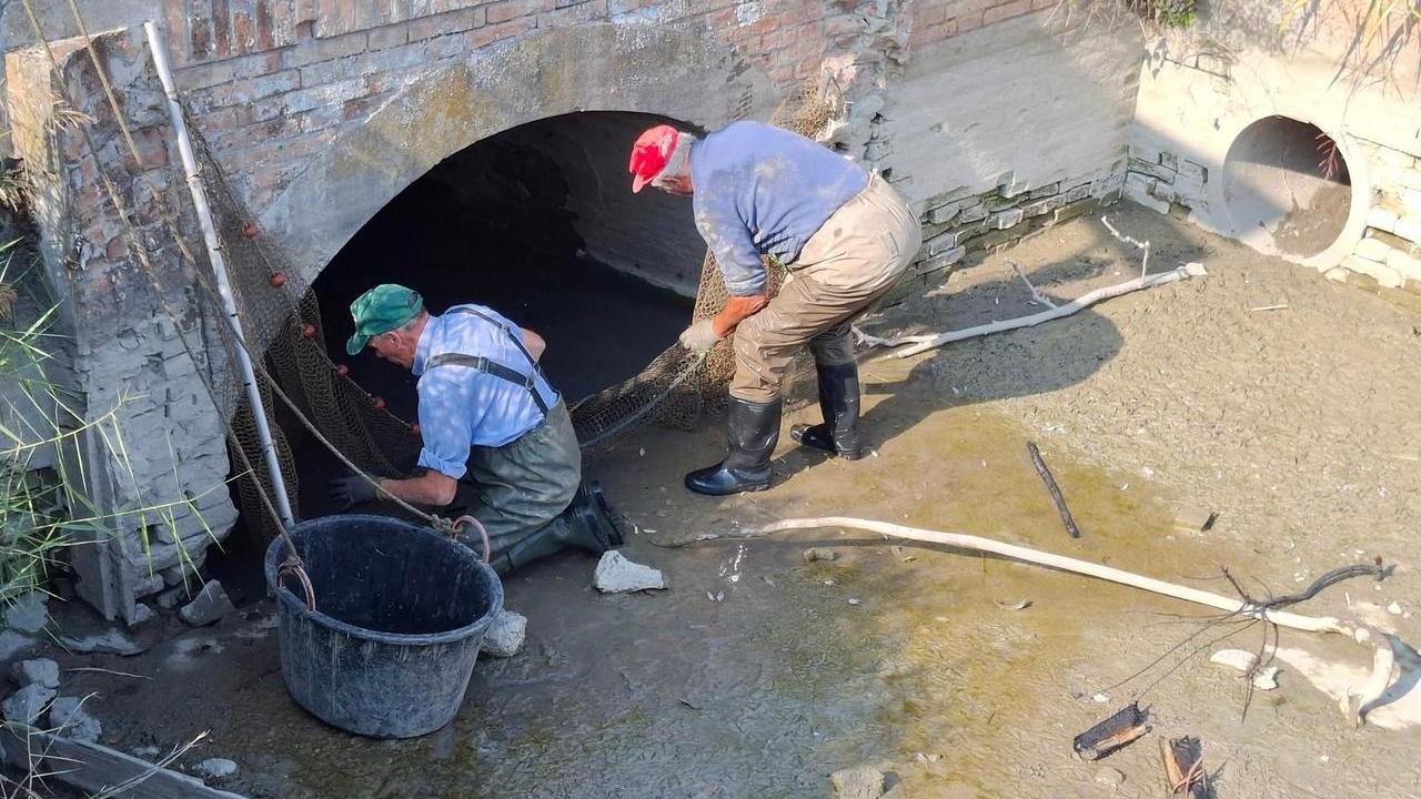 Rubiera, i volontari della Fispas salvano i pesci sotto il ponte del canale Calvetro