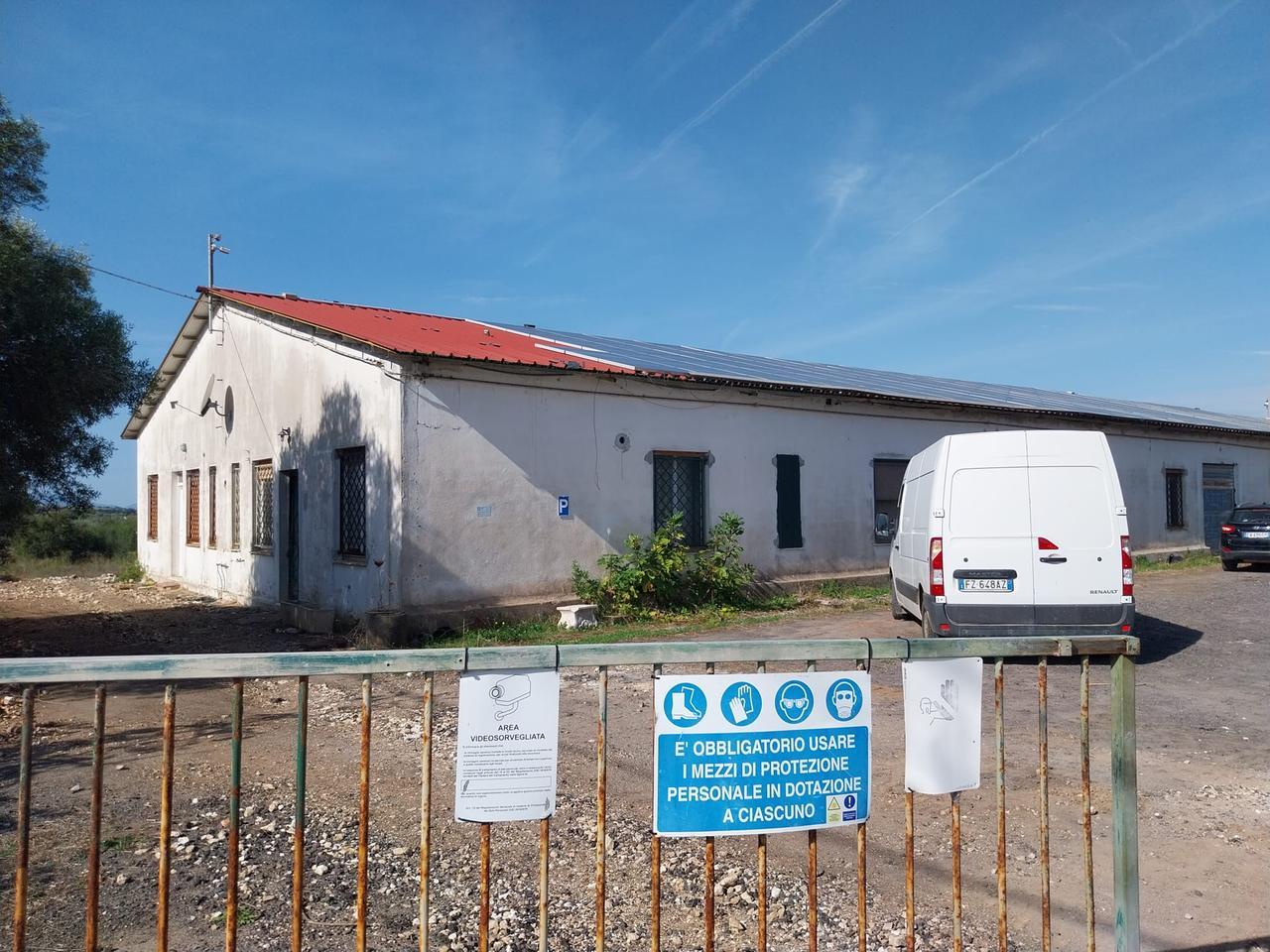 Duemila suini a Caniga: ecco cosa sta succedendo