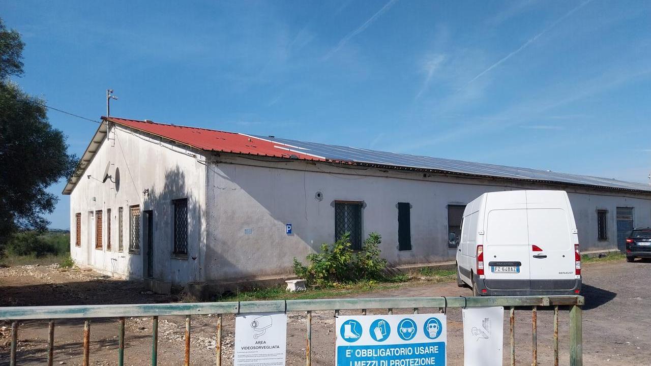 Duemila suini a Caniga: ecco cosa sta succedendo