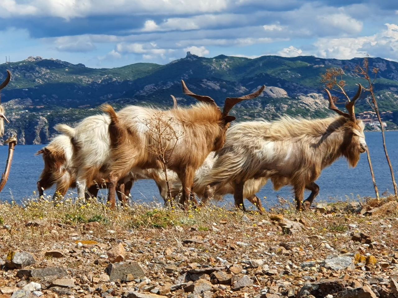 Selvatiche o di origine domestica: uno studio svelerà la storia delle capre di Caprera