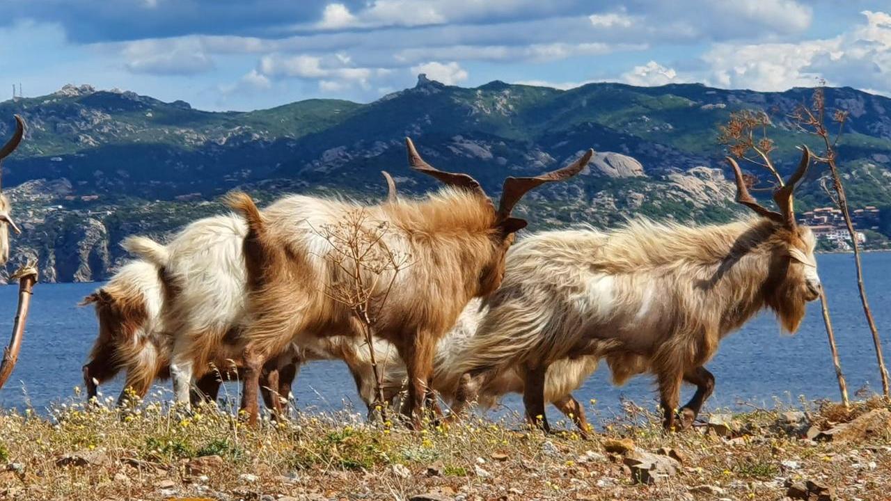 Selvatiche o di origine domestica: uno studio svelerà la storia delle capre di Caprera